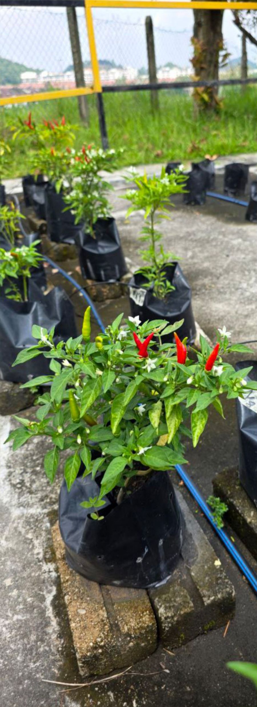 Chilli plants in grow bags connected by a blue drip line